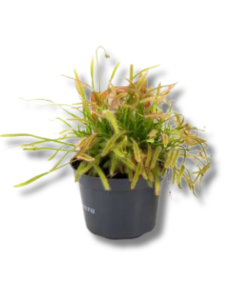 Rosiczka capensis | Drosera capensis