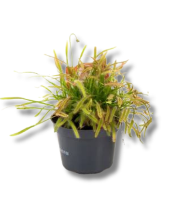 Drosera capensis jedna z sadzonek