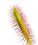 Drosera capensis zbliżenie na lepki liść
