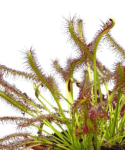 Drosera capensis liście