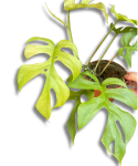 Rhaphidophora Tetrasperma Goldrush