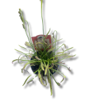 Drosera capensis w doniczce