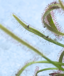 Drosera capensis ofiary