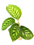 Calathea Flamestar