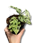 Monstera Frozen Freckles matecznik, z którego pobieramy sadzonki