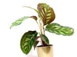 Calathea Flamestar M