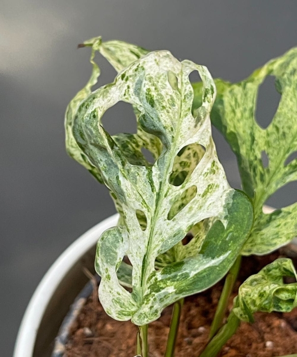 Monstera Frozen Freckles węzeł z liściem