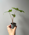 Alocasia Jacklyn s