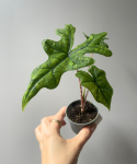 Alocasia Jacklyn s