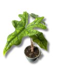 Alocasia Jacklyn s