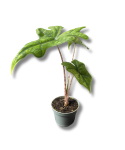 Alocasia Jacklyn s
