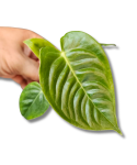 Zbliżenie na liść anthurium veitchii S
