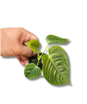 2.png