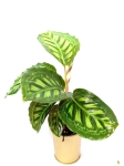 Calathea Flamestar