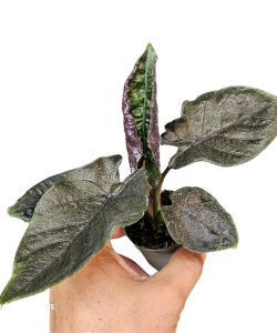 Alocasia Antoro Velvet 
