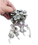 Ceropegia woodii variegata