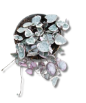 Ceropegia woodii variegata