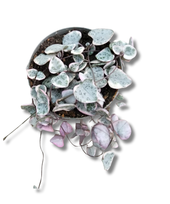 Ceropegia woodii variegata