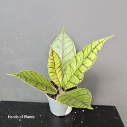 Hoya callistophylla - S