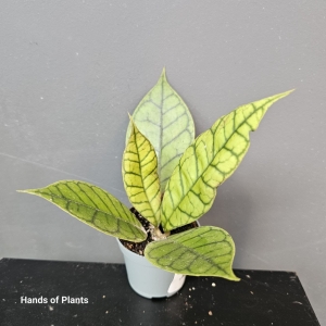 Hoya callistophylla Black Cat (1)