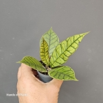 Hoya calistophylla roślina z danej partii 3.jpg