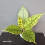 Hoya calistophylla roślina z danej partii.jpg