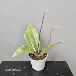 Hoya crassipetiolata