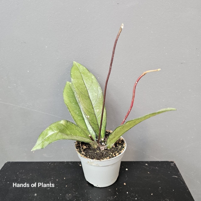 Hoya crassipetiolata z danej partii 2.jpg