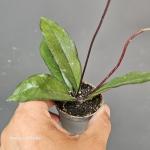 Hoya crassipetiolata z danej partii zbliżenie 2.jpg