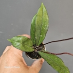 Hoya crassipetiolata z danej partii zbliżenie.jpg