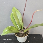 Hoya crassipetiolata z danej partii.jpg