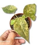 Alocasia wentii Variegata