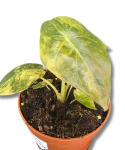 Alocasia wentii Variegata