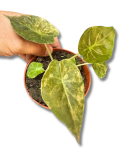 Alocasia wentii Variegata