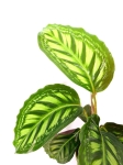 Calathea Flamestar