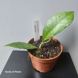 Hoya finlaysonii Sarawak