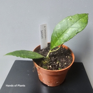 Hoya callistophylla Black Cat (1) (1)