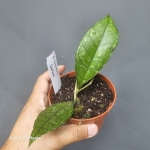 Hoya finlaysonii Sarawak roślina doniczkowa.jpg