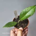 Hoya finlaysonii Sarawak zbliżenie 2.jpg