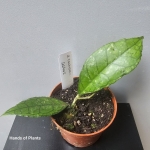 Hoya finlaysonii Sarawak zbliżenie.jpg