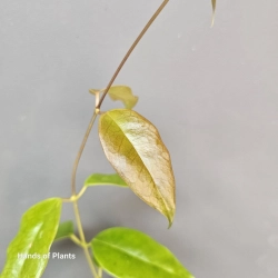 Hoya Hoja paziae / Hoya cv. Iris Marie