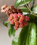 Hoya soligamiana kwiaty.png