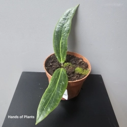 Hoya soligamiana