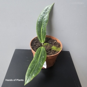 Hoya callistophylla Black Cat (1) (1) (1) (1)