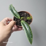 Hoya soligamiana przykładowa roślina.jpg
