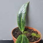 Hoya soligamiana zbliżenie na liść.jpg