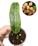 Hoya soligamiana zdjęcie z kwiatem.jpg
