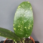 Hoya sp Aceh liść.jpg
