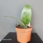Hoya sp Aceh przykładowa roślina 2.jpg