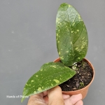 Hoya sp Aceh przykładowa roślina 3.jpg